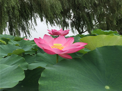 白洋淀花_副本